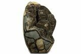 Free-Standing, Polished Septarian Geode - Black Crystals #344446-1